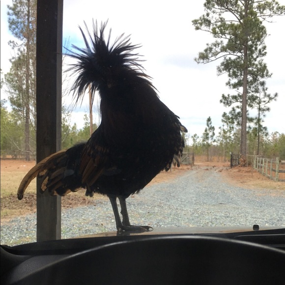 Welcome! Meet your Posher, Emma! Follow @Emmhiggi & @ruralroadmap on IG! 🥰 - Picture 4 of 5